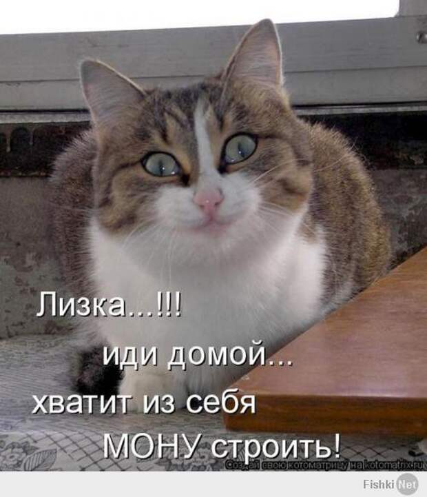 Кото-пост