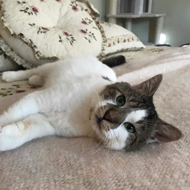Без кота и жизнь не та