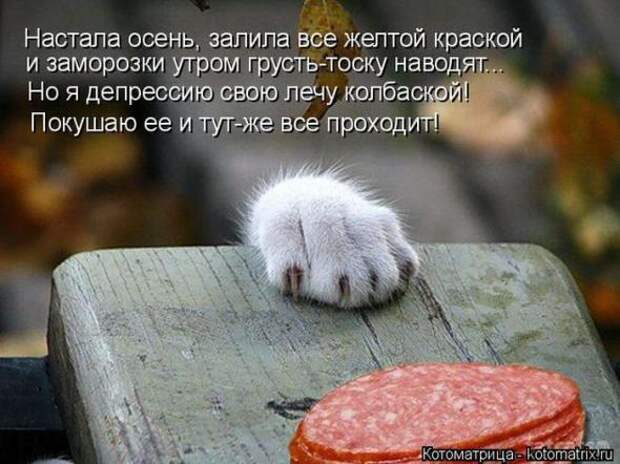 Котоматрицы(картинки с надписями)