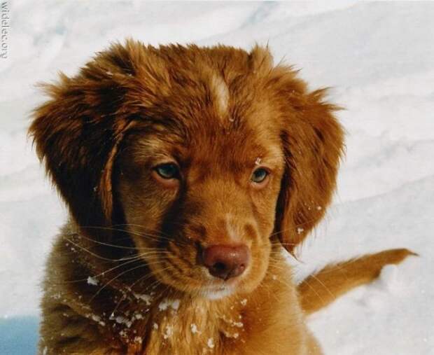 Cool cool. фото petitprince1 @ iMGSRC.RU