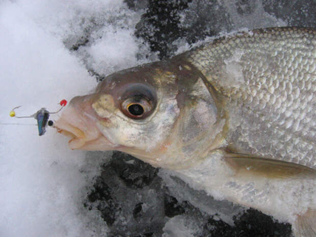 улов густеры. рыбалка на густеру. плотва и красноперка густера. прикормка подлещик густера. густера на льду.
