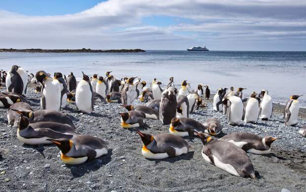 Маккуори – крошечный зелёный остров, где правят пингвины - 2