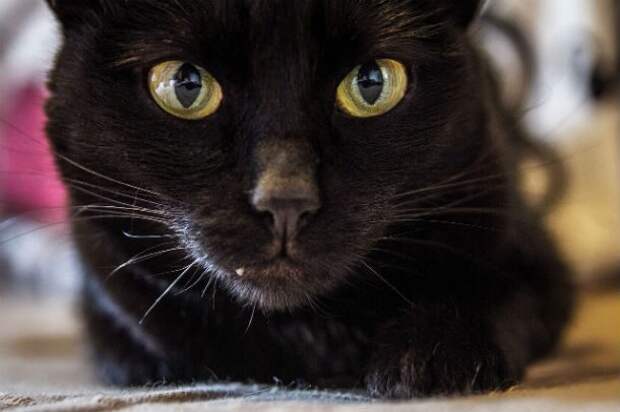 Несколько «замурчательных» фактов о черных кошках