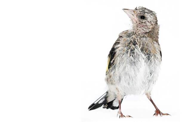 Проект 'Baby birds' Гэвина Парсонс