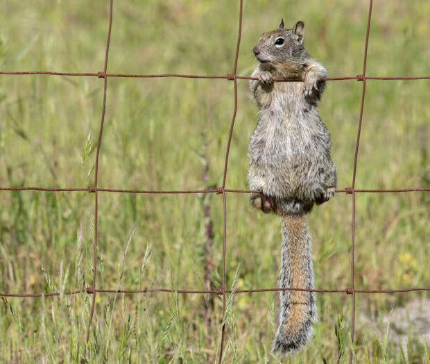 Животные в фотографиях