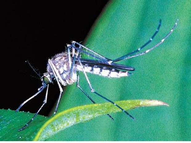 Комар самец. Комар самец и самка. Комар Пискун самец. Самка комара. Самец комара.