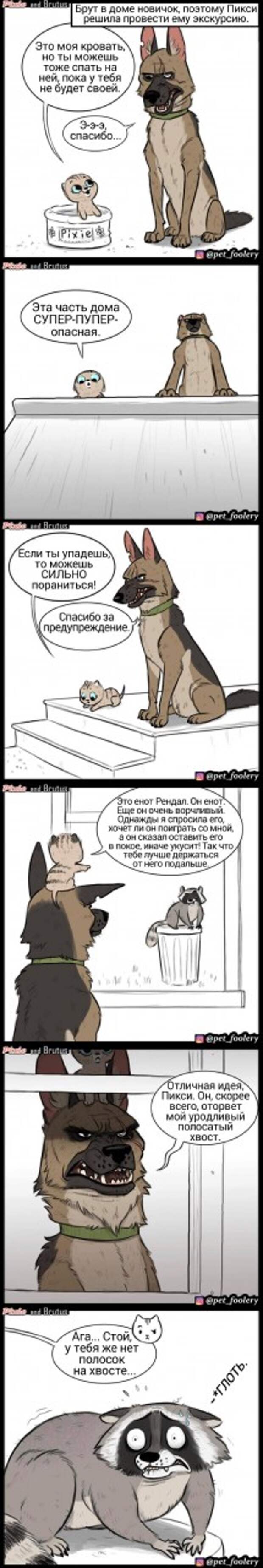 Художник рисует комиксы о дружбе милого котенка и брутальной овчарки, и они никого не оставят равнодушными