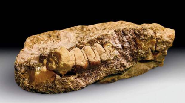 Янтарь возрастом до 50 млн лет нашли в Калининграде