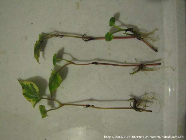 IMG_2844 (640x480, 130Kb)