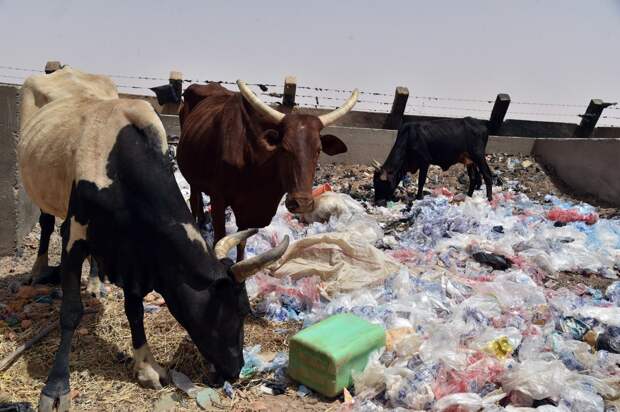 Cows eat straw on May 30, 2015 in Agadez, Niger. among plastic bags littering the ground. (ISSOUF SANOGO/AFP/Getty Images)