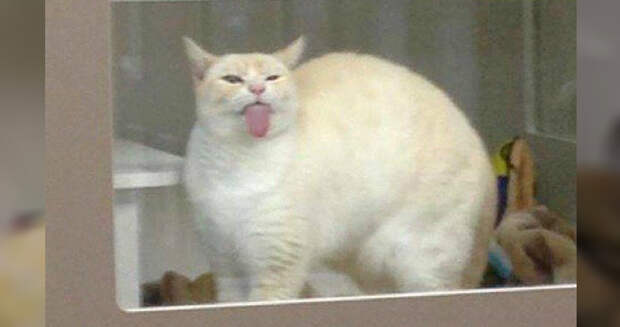 tongue-cat-3