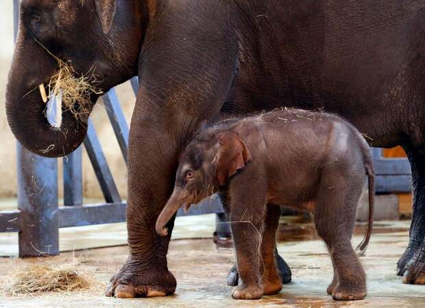 Слоны съедят «Масленицу» в зоопарке Ростова-на-Дону