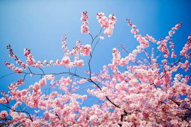 Весна за окном Весна за окном