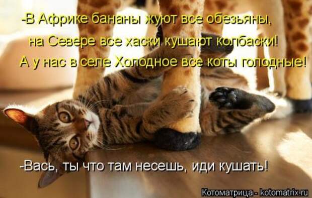 Котоматрица свежак (36 шт)