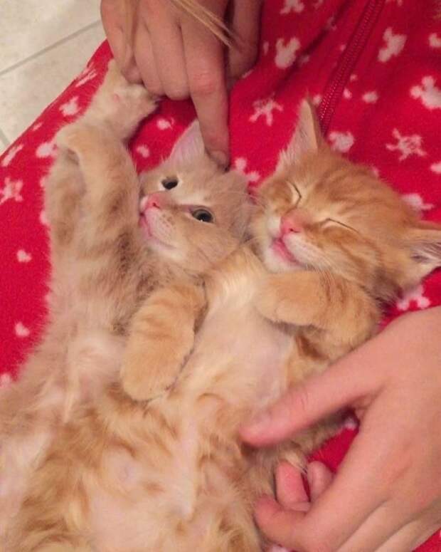 Без кота и жизнь не та