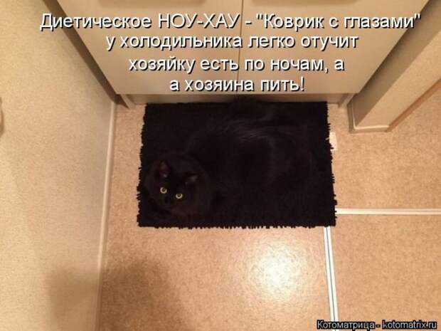 Лучшие котоматрицы недели (50 фото)