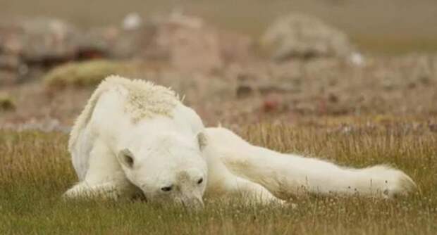 Из-за таяния льдов белые медведи не могут охотиться на нерп и морских львов видео, глобальное потепление, голод, животные, медведь, проблема, смерть