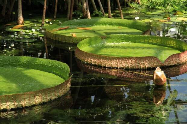 Amazonas13 Большое фотопутешествие по лесам Амазонки