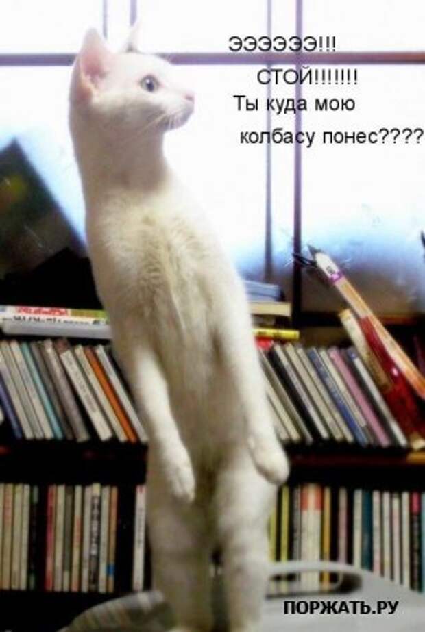 Ржачные картинки животных, смешные надписи.