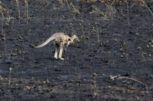 Пожар в Австралии
