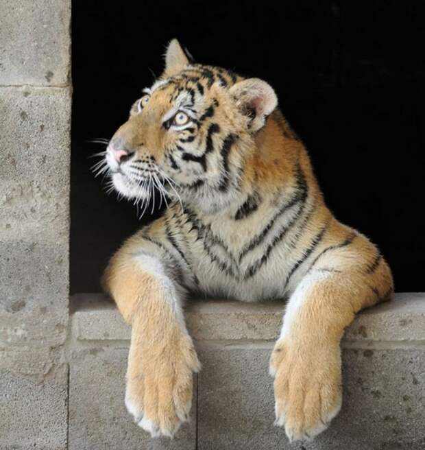 История спасения больного тигра из цирка