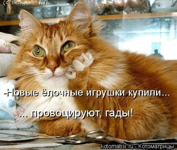 Лучшая котоматрица за неделю (32 фото)
