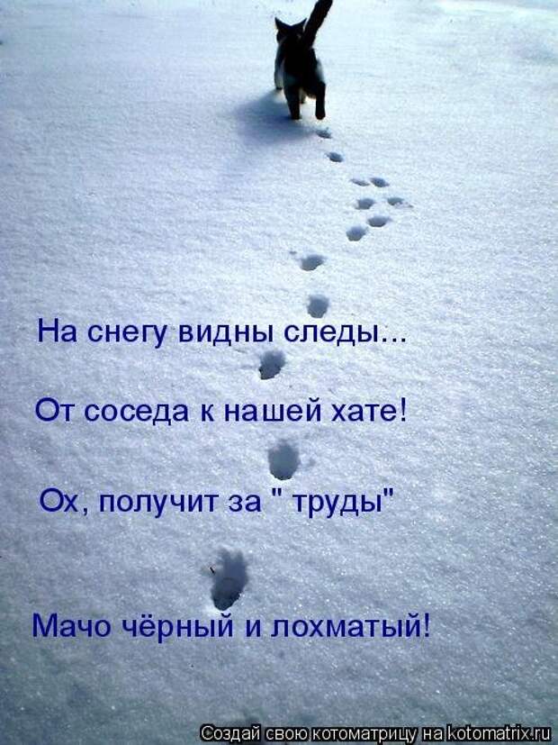 Свежая котоматрица для всех (33 фото)