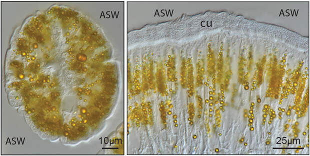 Рис. 2. Желтые гранулы в клетках P. hessleri