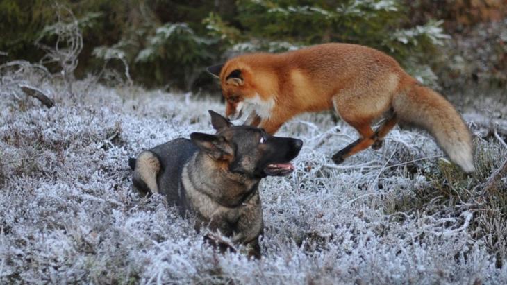 Sniffer fox and Tinni, дружба между лисой и собакой