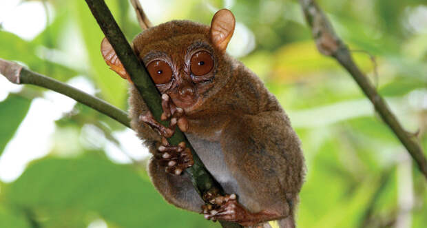 WELCOME TO THE FAMILY  Genetic tests have cleared up confusion over the taxonomy of the Philippine tarsier and have identified a new subspecies of the rare primate.   