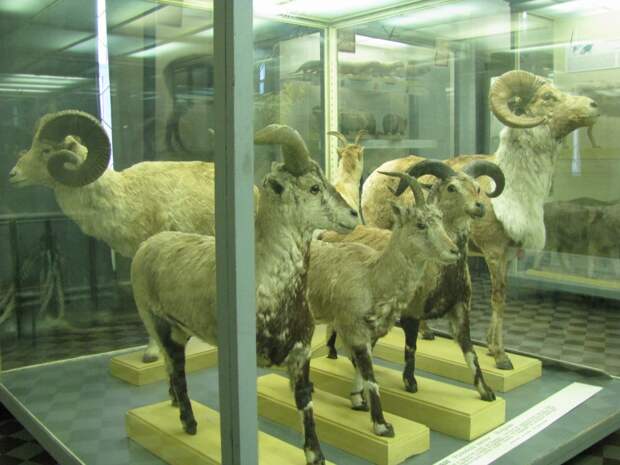 Зоологический музей петербург