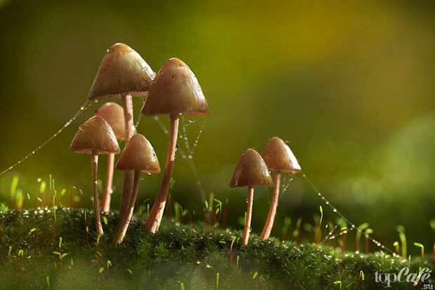 Псилоцибиновые грибы: Интересные факты