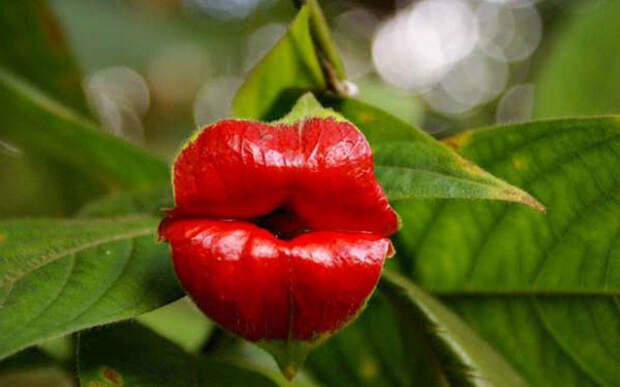 Удивительный цветок "Губы девушки"