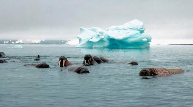 Изображение: © Wim van Passel / WWF