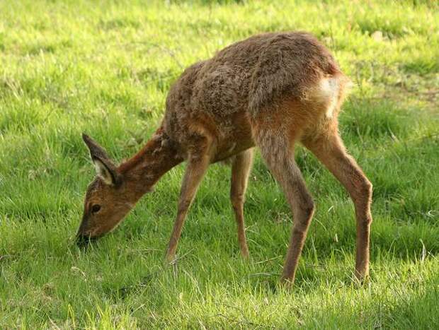 Европейская косуля фото (Capreolus сapreolus)