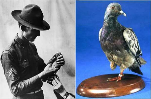 Шер Ами - почтовый голубь, который спас жизни 200 человек