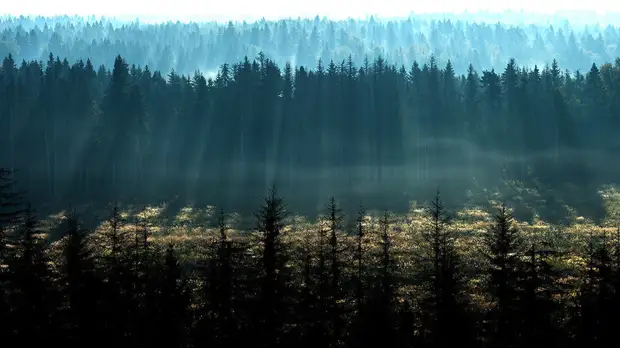 В России могут создать «зелёные щиты» для ряда городов