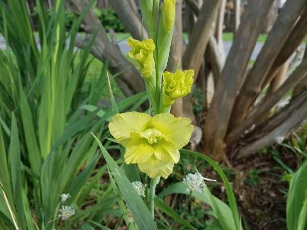 Зеленый цветок гладиолус