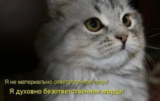 Котоматрица. Мысли вслух :)