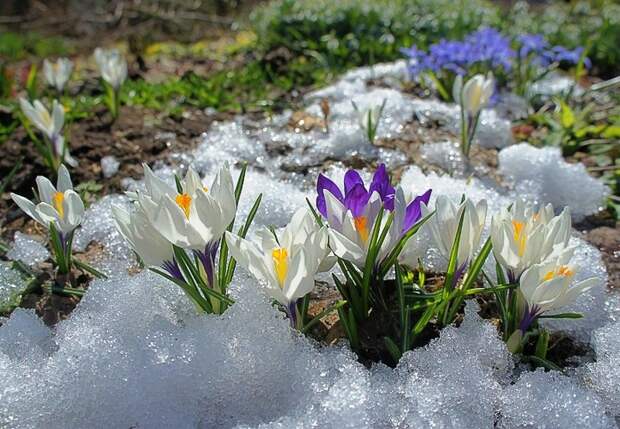 3303834_spring_time_1 (700x484, 155Kb)