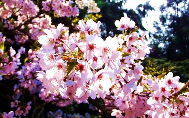 Cherry Blossom