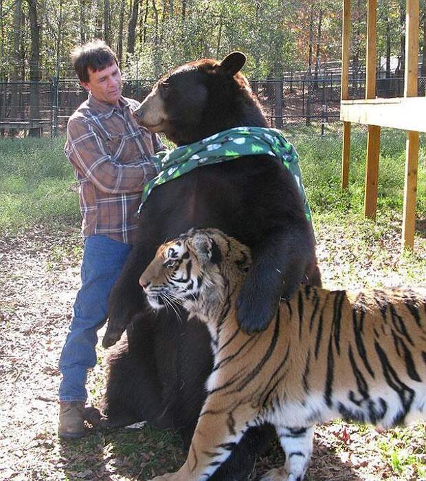 дружба животных медведь и тигр
