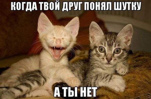кот, прикол, юмор