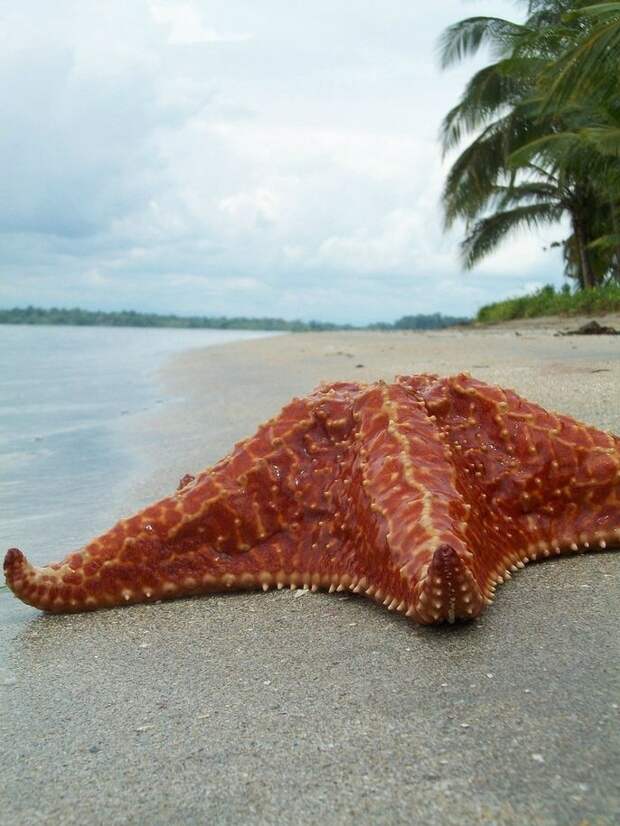 BocaDelDrago09 Пляж морских звезд — Бока дель Драго