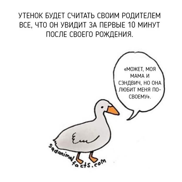 Неожиданная правда о животных от Брук Баркер