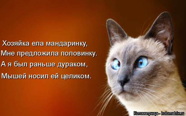 Котоматрица: Хозяйка ела мандаринку, Мне предложила половинку. А я был раньше дураком, Мышей носил ей целиком.