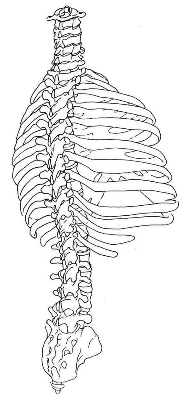 Грудная клетка скелет рисунок