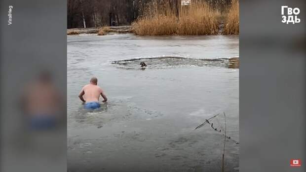 Видео: Лед мог треснуть в любой миг, но мужчина продолжил спасать бродячую собаку