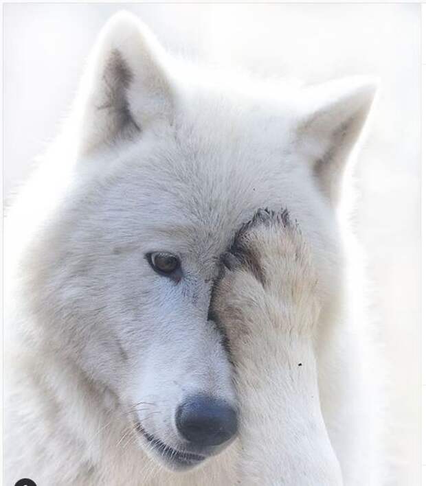 16 фото волкопсов, после которых хочется срочно завести большую собаку