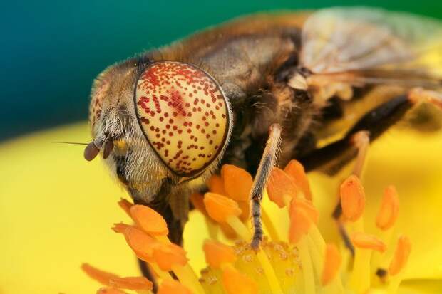insects11 insects11 Портреты насекомых
